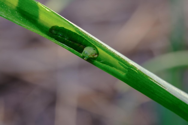 香りのよい葉の粘着性のある皮膚のワーム