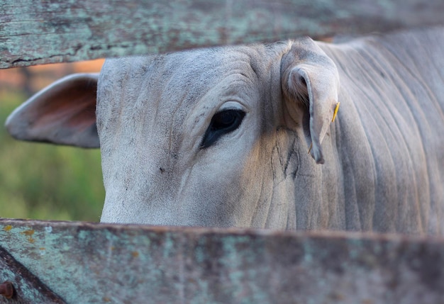 Stier alleen in de kraal sluit de ogen