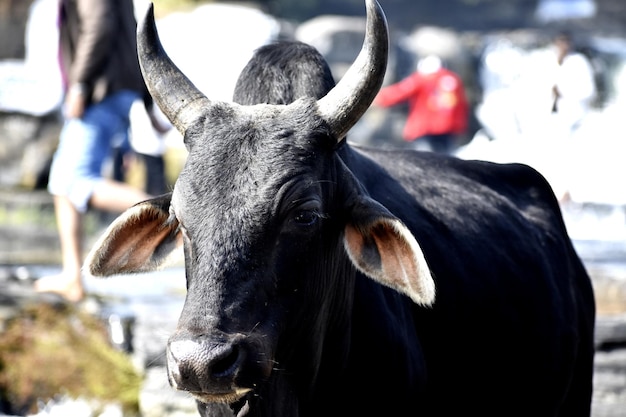 Stier die op straat loopt