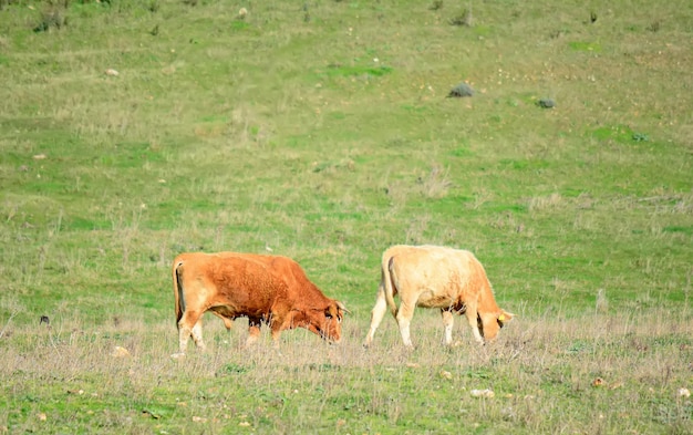 Stier en koe grazen op een zonnige dag