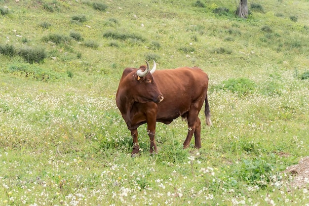 Stier in een bloemrijke weide