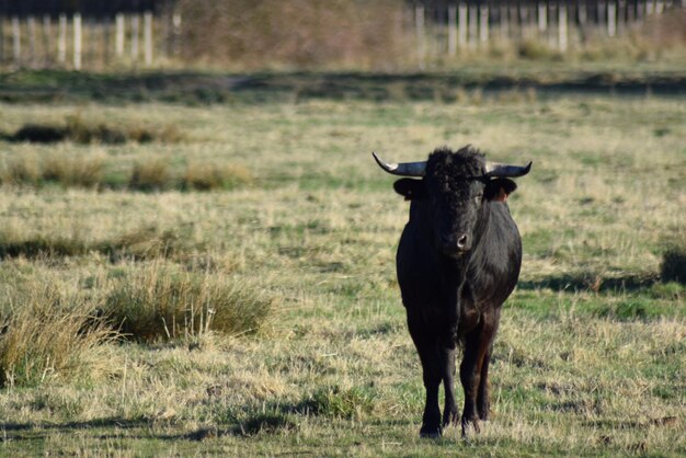 Foto stier in een veld