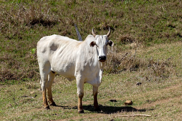 Stier op een groen gras