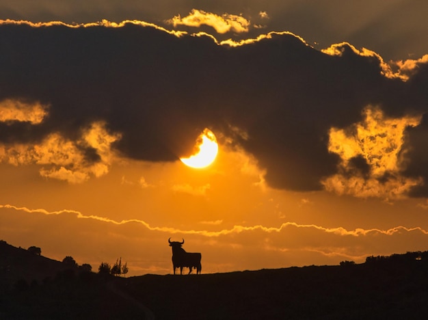 stier silhouet bij zonsondergang