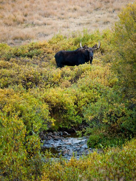 Stieren Amerikaanse elanden in Colorado.