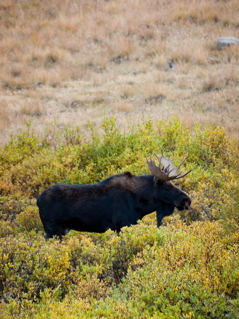 Stieren Amerikaanse elanden in Colorado.