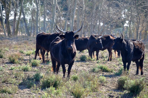 Stieren in camargue