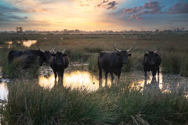 Stieren in de Camargue