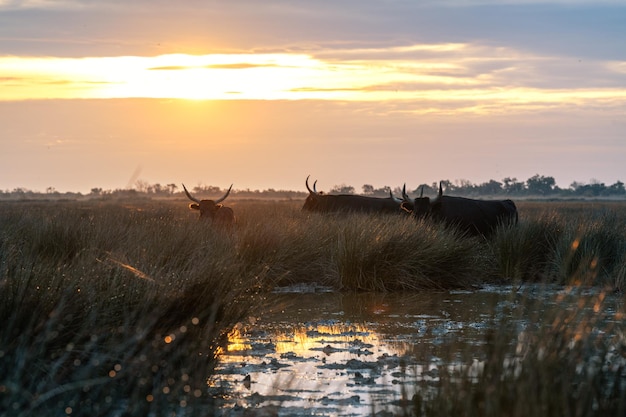 Stieren in de Camargue