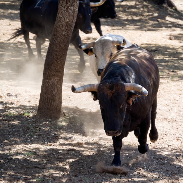 Stieren rennen op een boerderij in de buurt van Ronda, Spanje