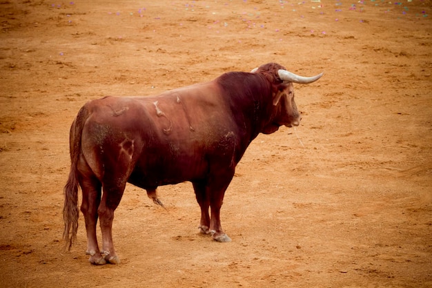 Stierengevecht in arena, Madrid, Spanje