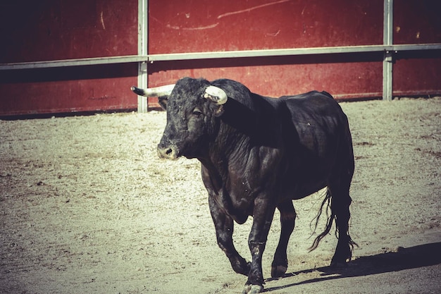 stierengevecht, traditioneel Spaans feest waar een matador een stier vecht