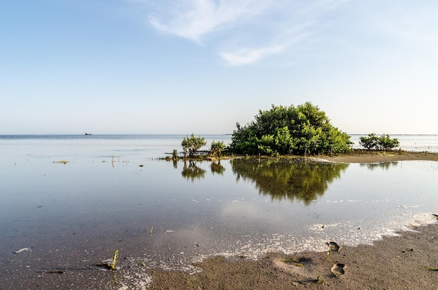 Stijgend tij bij het wad van Barr Al Hikman in Oman met mangrovevak