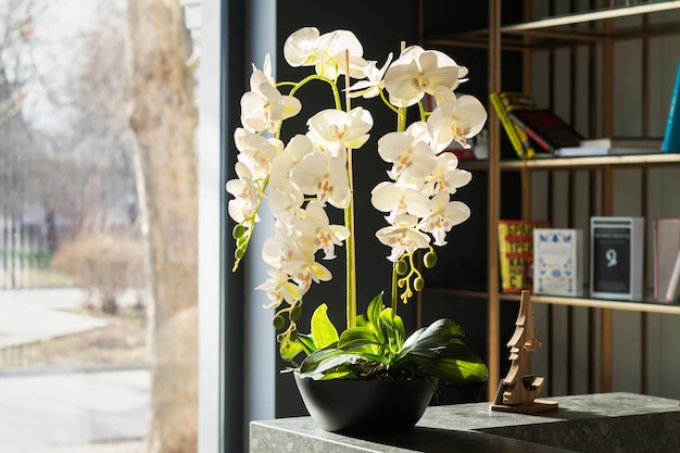 Stijlvol interieur met prachtige witte orchideeën in potten en boekenkast naast het raam