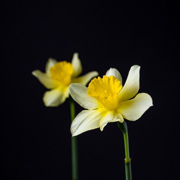 Stijlvol minimalistisch stilleven met narcissen op een donkere achtergrond