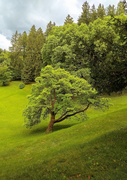 Stijlvol reisbehang. Slovenië. Natuur. Groenen