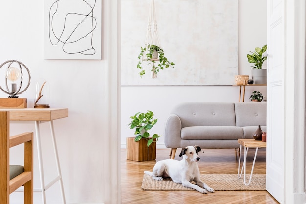 Stijlvolle compositie van creatief, gezellig ruim appartementinterieur met grijze bank, salontafel, planten, tapijt, hond en accessoires.