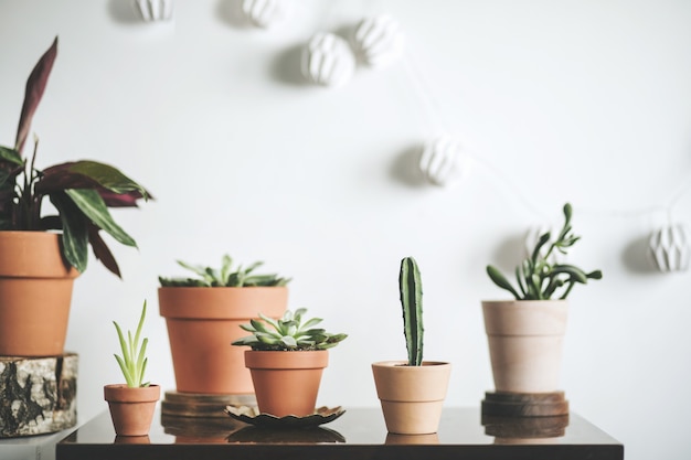 Stijlvolle compositie van creatief hipster interieur met planten in klassieke en design potten