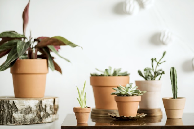 Stijlvolle compositie van creatief hipster interieur met planten in klassieke en design potten.