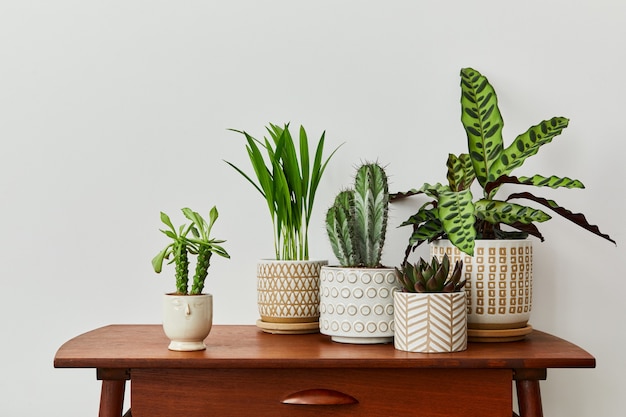 Foto stijlvolle compositie van huistuininterieur gevuld met veel mooie planten, cactussen, vetplanten, luchtplant in verschillende designpotten