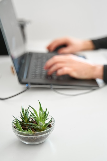 Stijlvolle inrichting van wit werkplekinterieur met kleine groene planten