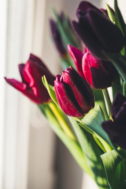 stijlvolle tulpen. trendkleuren foto