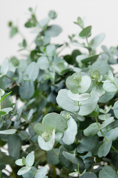 緑の観葉植物の静物の品揃え