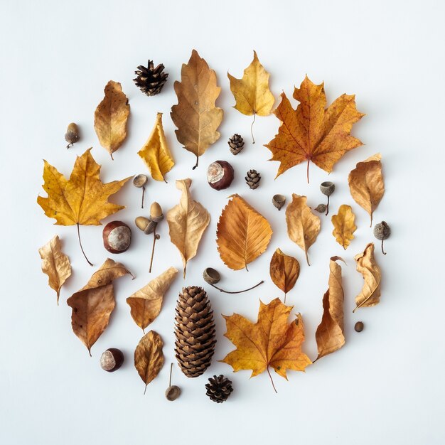 Натюрморт из осенних или осенних листьев, желудей, каштанов и шишек, расположенных по кругу, изолированному на белом концептуальном временах года