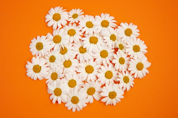 Still life of daisy flowers