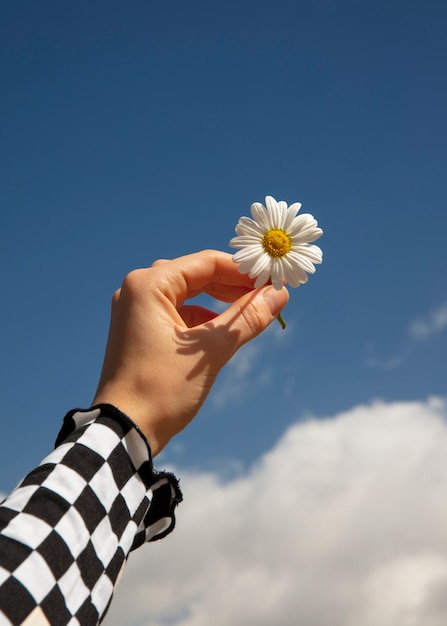 Photo still life of daisy flowers