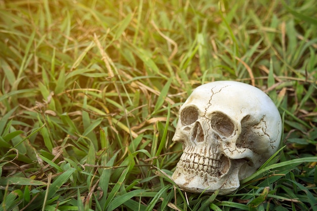 잔디 배경에 인간의 두개골의 정물화