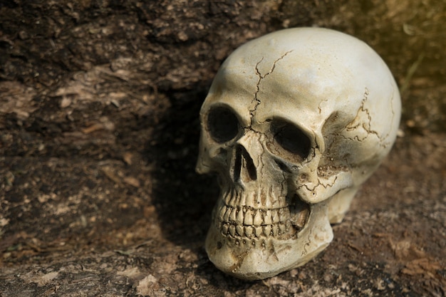 Still-life of human skull on tree bark