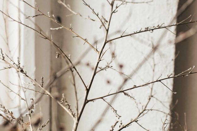 Still-life. photo of a dry branch on the of the old vintage window side view