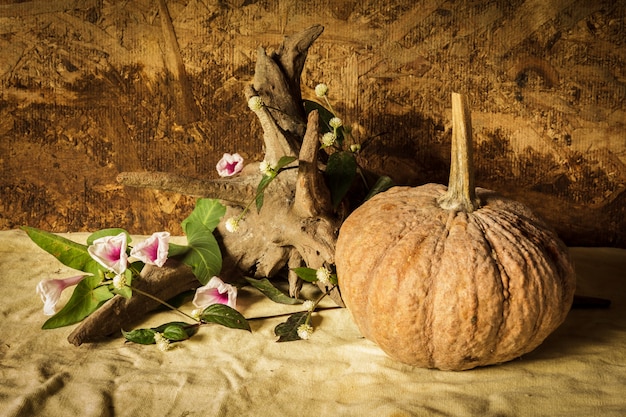 Still Life Photography with Pumpkin