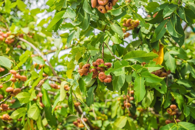 Natura morta di mela rosa o chompu che cresce su un albero