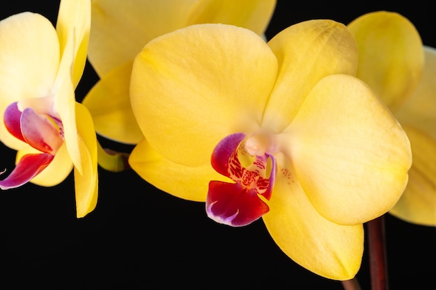 Natura morta con bellissimi fiori di orchidea su sfondo nero da vicino