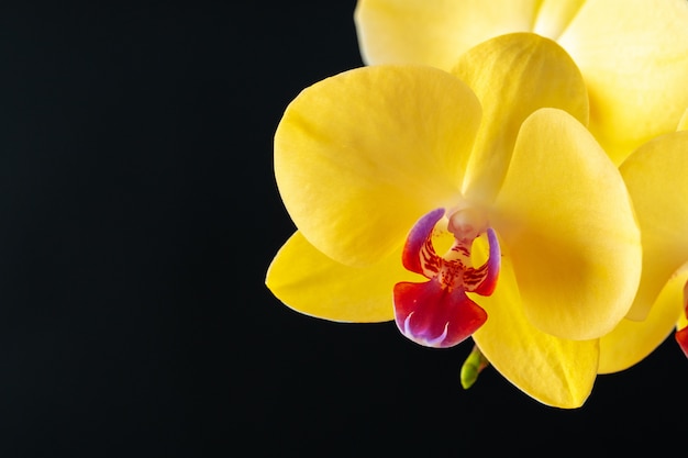 Natura morta con bellissimi fiori di orchidea