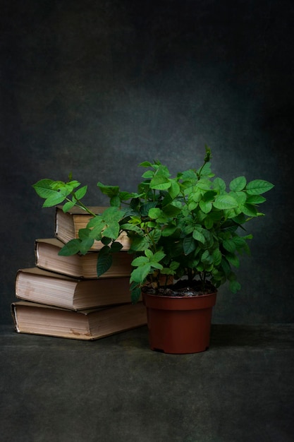 写真 本とバラの茂みのある静物