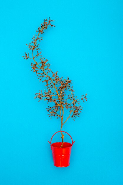 Still Life with an empty grape branch in a red bucket