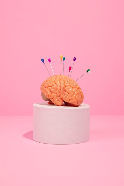 Photo still life with human brain