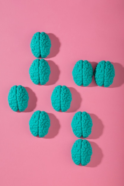 Photo still life with human brains