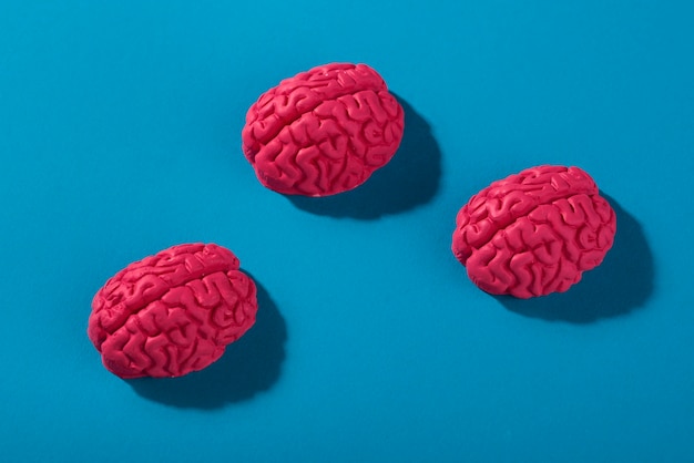 Photo still life with human brains