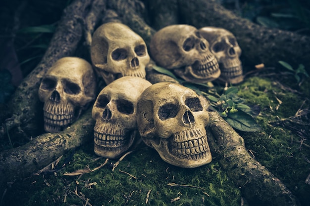 Photo still life with human skull  on the roots