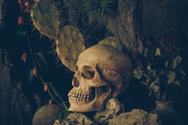 Still life with a human skull with desert plants, cactus, roses and dried flowers.