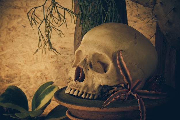 Still life with a human skull with desert plants.