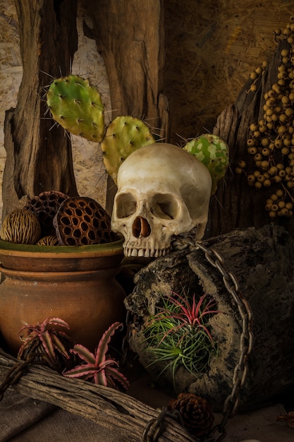 Still life with a human skull with desert plants.