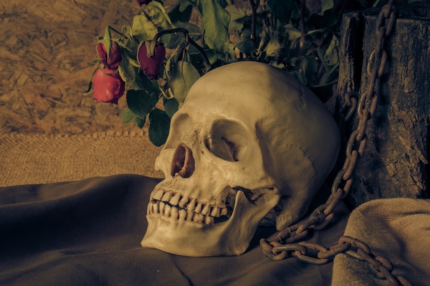 Still life with a human skull with a red rose.