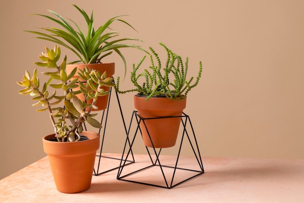 Photo still life with indoor plants