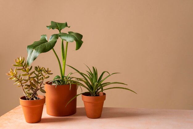 Photo still life with indoor plants