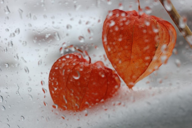 still life with red fruits of physalis outside the window during the rain